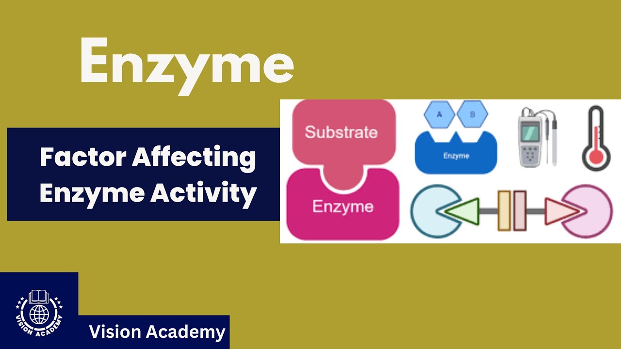 Enzyme Inhibitors | Factor Affecting Enzyme Activity | Vision Academy |