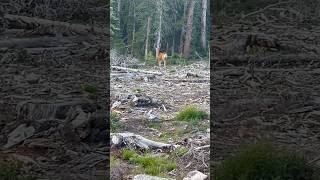 Velvet Rocky Mountain Mule Deer!