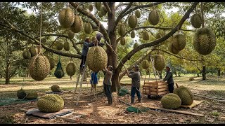 How to grow and harvest durian from seedling to ripening (the entire process)
