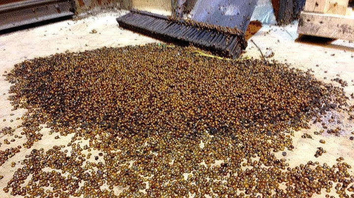 Les Pires Maisons Infestées d'Insectes