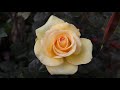 Saint Patrick - Limelight - Strickland 1986  - roses - rosiers - rosas - розы - गुलाब के फूल