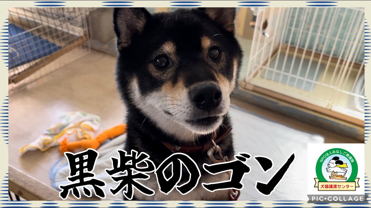 保護犬】とっても繊細な黒柴のゴン！！ - YouTube