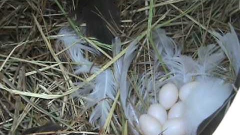 Tree Swallow Diary Part 4 - The final count