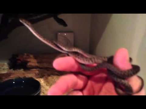 Children's pythons