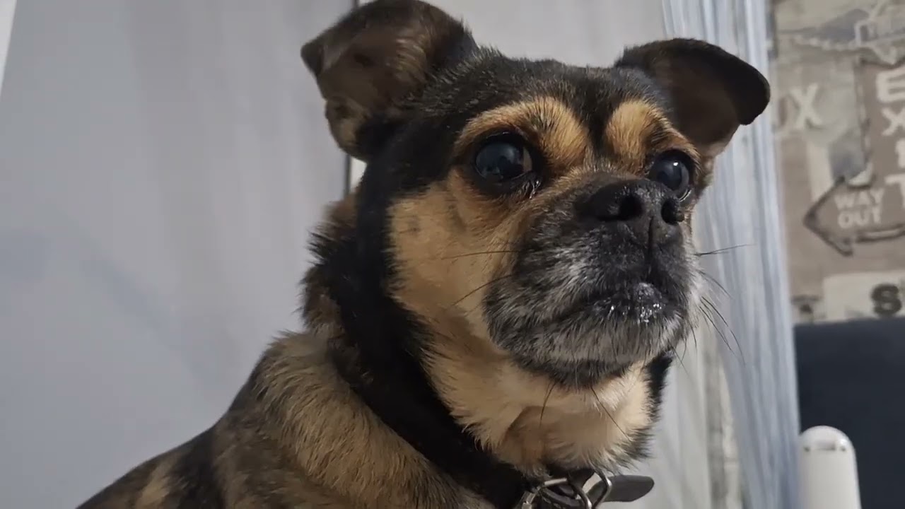 Новости станицы. Джесси умница и отличница поведения👍👍👍