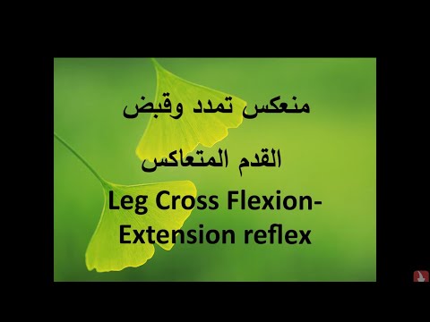منعكس تمدد.. وقبض القدم المتعاكس Leg Cross Flexion-Extension reflex