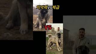 캉갈vs오브차카 과연 누가 이길까? #동물 #캉갈 #오브차카