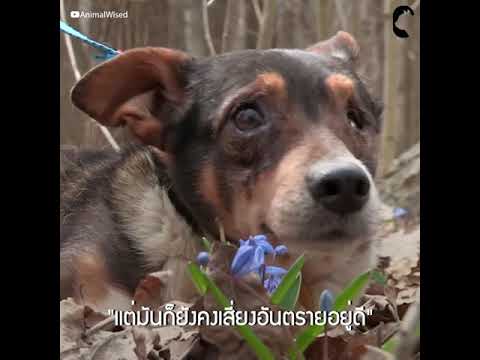 วีดีโอ: สุนัขหาทางกลับบ้านได้อย่างไร?