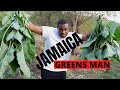 ORGANIC CALLALOO FARM IN JAMAICA