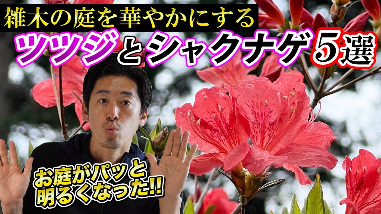 雑木の庭に合わせやすい花 ツツジとシャクナゲおすすめ5選を紹介します Youtube
