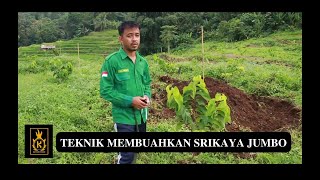 PEMBUAHAN SRIKAYA JUMBO DI LAHAN KIWARI FARM || TEKNIK MEMBUAHKAN