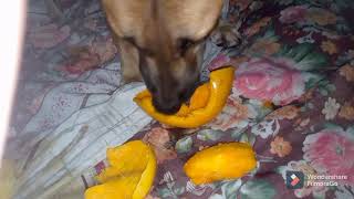 Luna Enjoying Mango Ka Kuta