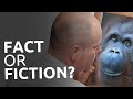 The Evolving Ape-man: Dividing Fact from Fiction