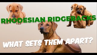 Rhodesian Ridgebacks: 5 things that sets them apart!