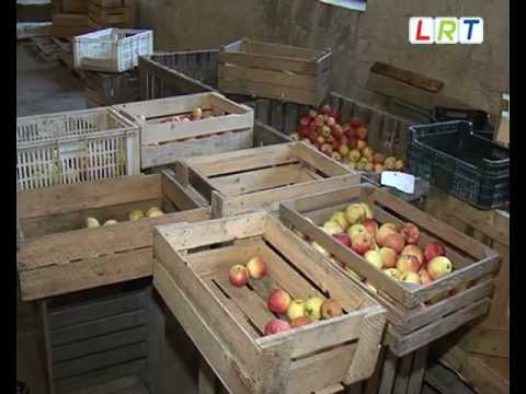 Video: Kas Ir ķīniešu ābols