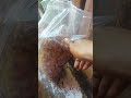 human vs dogs