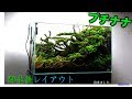 green aquarium60センチ水槽 群生美レイアウト、完成しました。プチナナが密集するとキレイです。