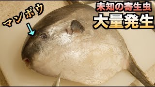 【寄生虫の宝庫】マンボウを解体したら未知の寄生虫が湧き出てきた