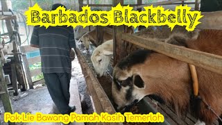  Episod 135 Melawat Kandang Biri-Biri Barbados Jiran Sekampung.