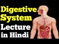 Human digestive system in hindi