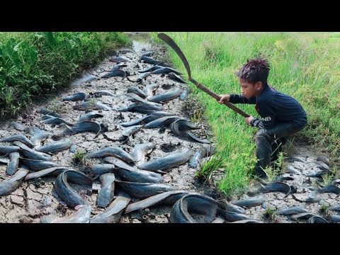 Amazing Boy Catching Big Catfish in Mud Water - Hand fishing for ...