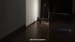 Cat Toy Pet Flying Disc Toy UFO China Manufacturer#entertainment #pet #playtime #funtime #toy