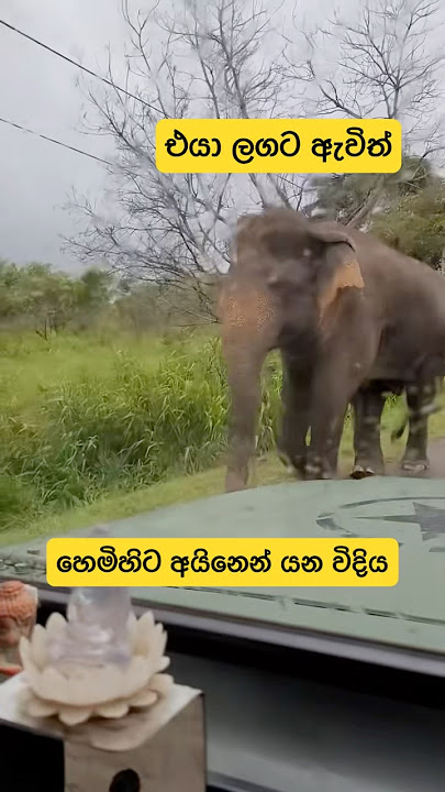 එයා ලගට ඇවිත් හෙමිහිට අයිනෙන් යන විදිය | #shorts #elephant #story