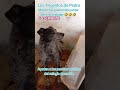 Manchitas queriendo cantar. ayuden al refugio. WhatsApp.5516959963.INF #losangelitosdepedro#donacion