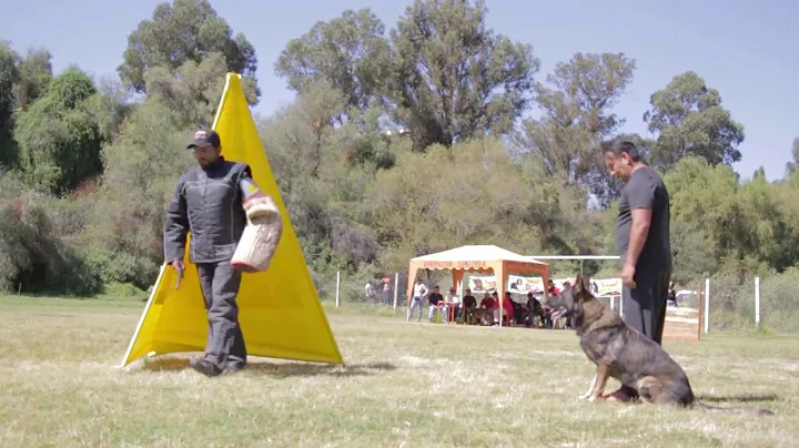 Juez de adiestramiento canino IGP- Fernando Espine...