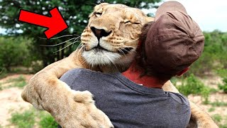 The wild lioness recognized the man who saved her life many years ago!