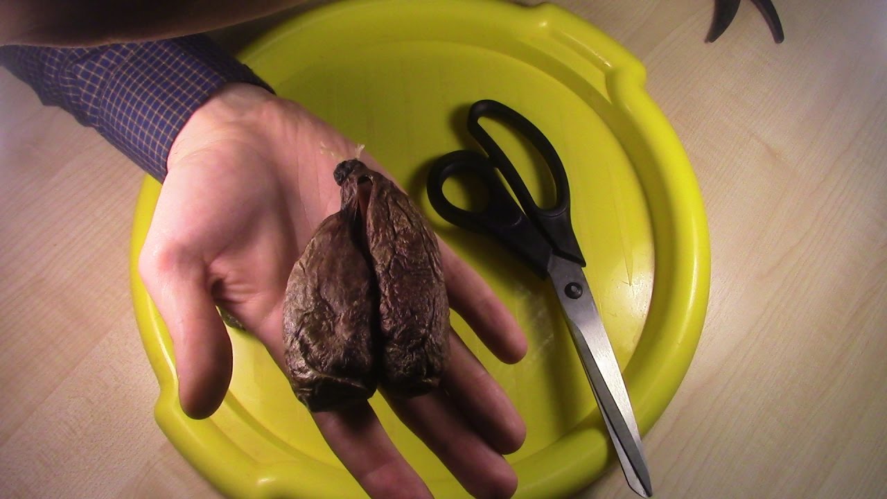 Что ВНУТРИ бобровой струи?, режем разную струю бобра. охота на изюбря