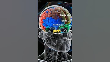 10% brain use myth debunk