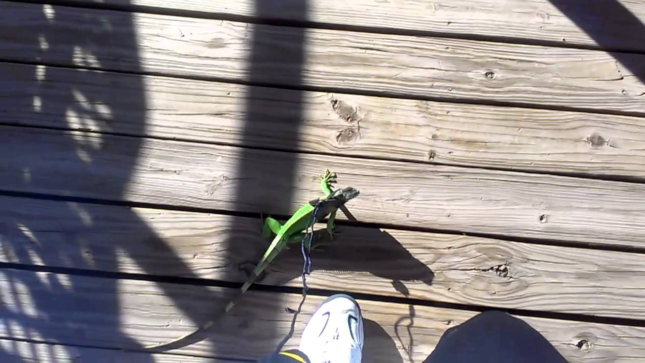 Iguana outside with leash YouTube