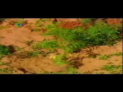 Video Kỹ thuật trồng xoan chịu hạn (cây xoan, cây sầu đông)... - YouTube