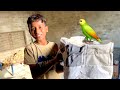 My new parrot   dawood sabir vlogs