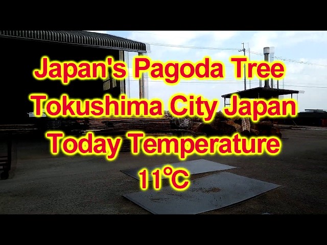 槐・エンジュ・Japanese Pagoda Tree - YouTube