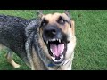 German shepherd power barking