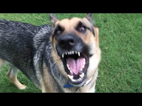 वीडियो: अत्यधिक कुत्ते का भौंकना और वोकलाइज़ेशन