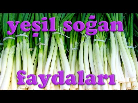 YEŞİL SOĞANIN FAYDALARI NELERDİR