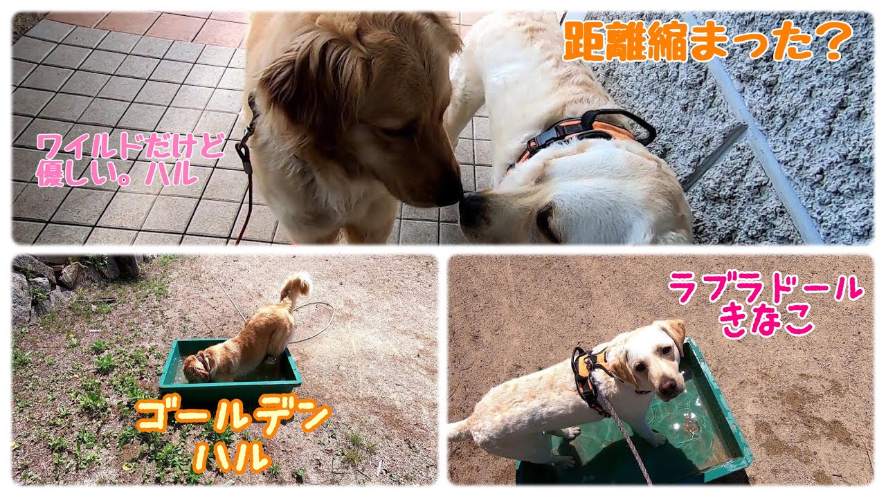 検証 きなこ ラブラドール とハル ゴールデン プールの入り方の違い Youtube
