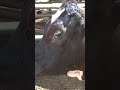 Shocking Cruelty Exposed: Dehorning Practices on Dairy Farm