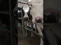 Shocking Cruelty Exposed: Dehorning Practices on Dairy Farm