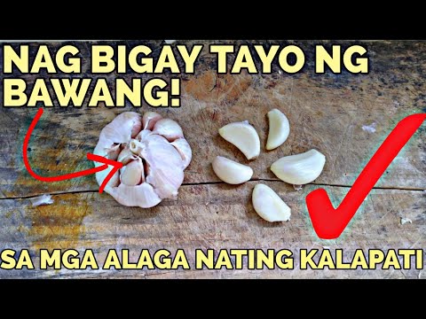 Video: Wastong pag-iimbak ng bawang para sa taglamig upang hindi ito matuyo