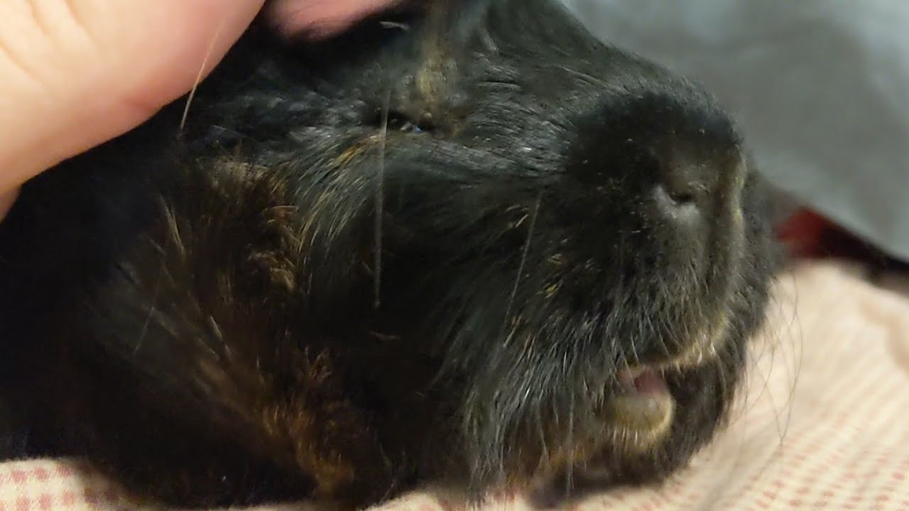 Happy Ticklish Guinea Pig Gets Head Scratches YouTube