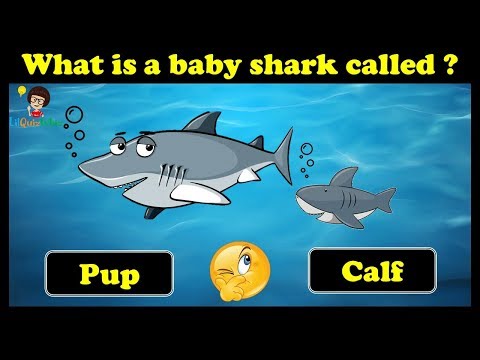 guess-the-animal-babies-|-gk-questions-|-fun-quiz