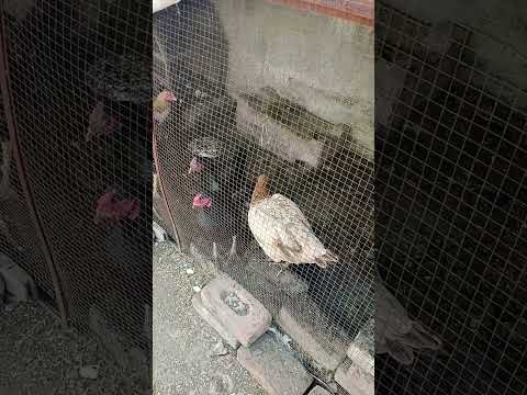 Aseel Shouk My Long Hieght Giant Aseel Breeder 