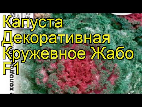 Капуста декоративная Кружевное Жабо. Краткий обзор, описание характеристик brassica oleracea