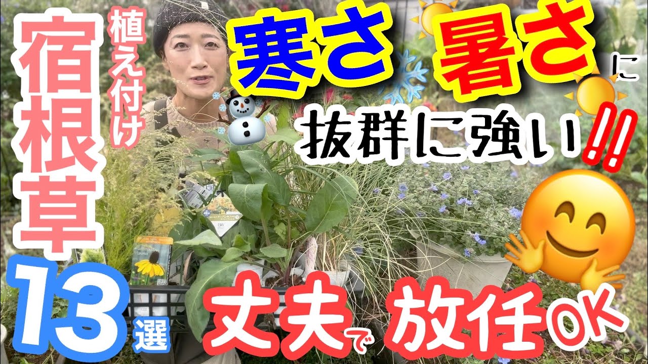 【宿根草】耐寒性・耐暑性が抜群だと、管理が超楽‼️/ 昨今の暑さ寒さは尋常じゃない💦だからこそ、強いものを選ぶべし😊/ 植え付け/ 土壌改良は雑草も無駄なく使って行う【日向ガーデン】【ガーデニング】