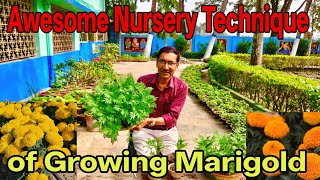 Awesome Nursery Technique of Growing Marigold from Seeds