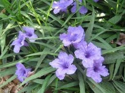 Mexican Petunia Plant It S Care And Propagation How Can U Make Mexican Petunia Plant It S Care And Propagation How Can U Make More Flowery म क स कन पट न य